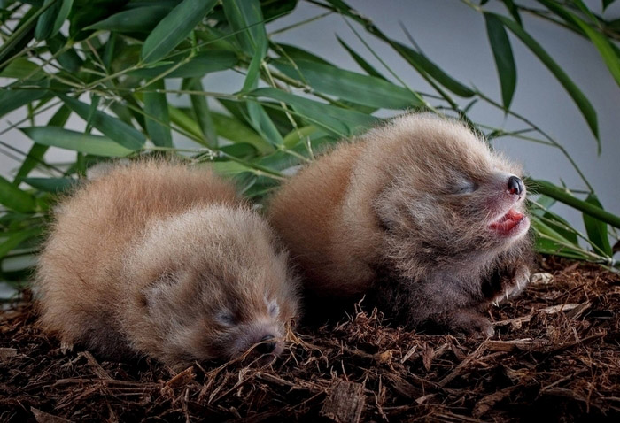 Des bébés animaux trop mignons (15)