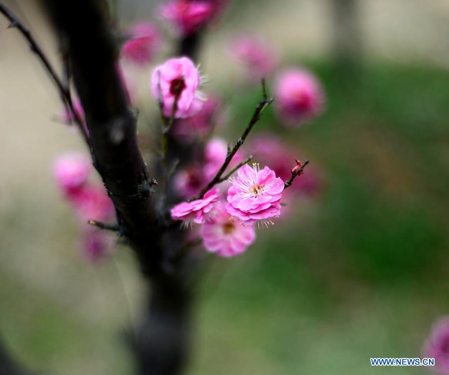 Des fleurs de prunier s'épanouissent à Nanjing (4)