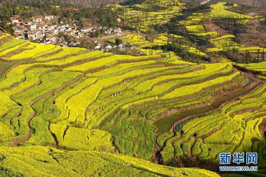 Une mer de fleurs de colza au Yunnan (2)