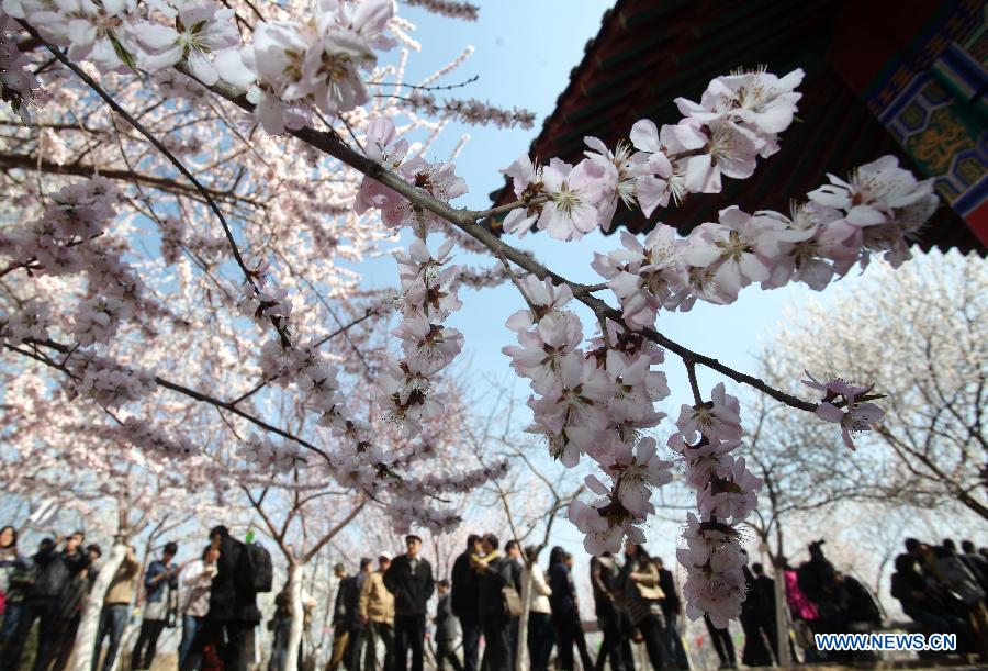 Chine: des fleurs de pêcher épanouies à Tianjin (3)