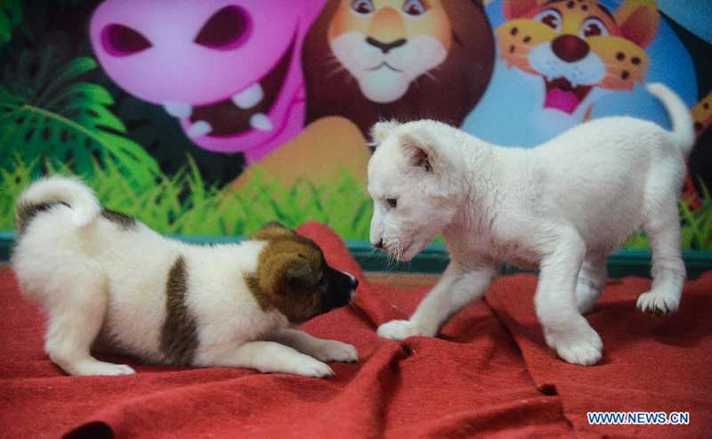 Un lion blanc de deux mois joue avec un chiot dans un parc animalier à Hangzhou, capitale de la province du Zhejiang, dans l'est de la Chine, le 21 avril 2014. Le lionceau blanc est né à Hangzhou en février. Comme sa mère a refusé de le nourrir, une chienne a été amenée ici par le personnel du parc pour lui servir de nourrice. [Photo/Xinhua]